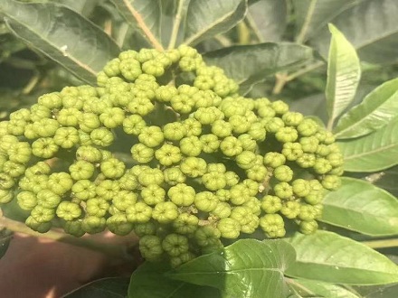 <b>中花吳茱萸種苗基地批發</b>